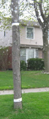 Photo of Cable Up Tree Trunk